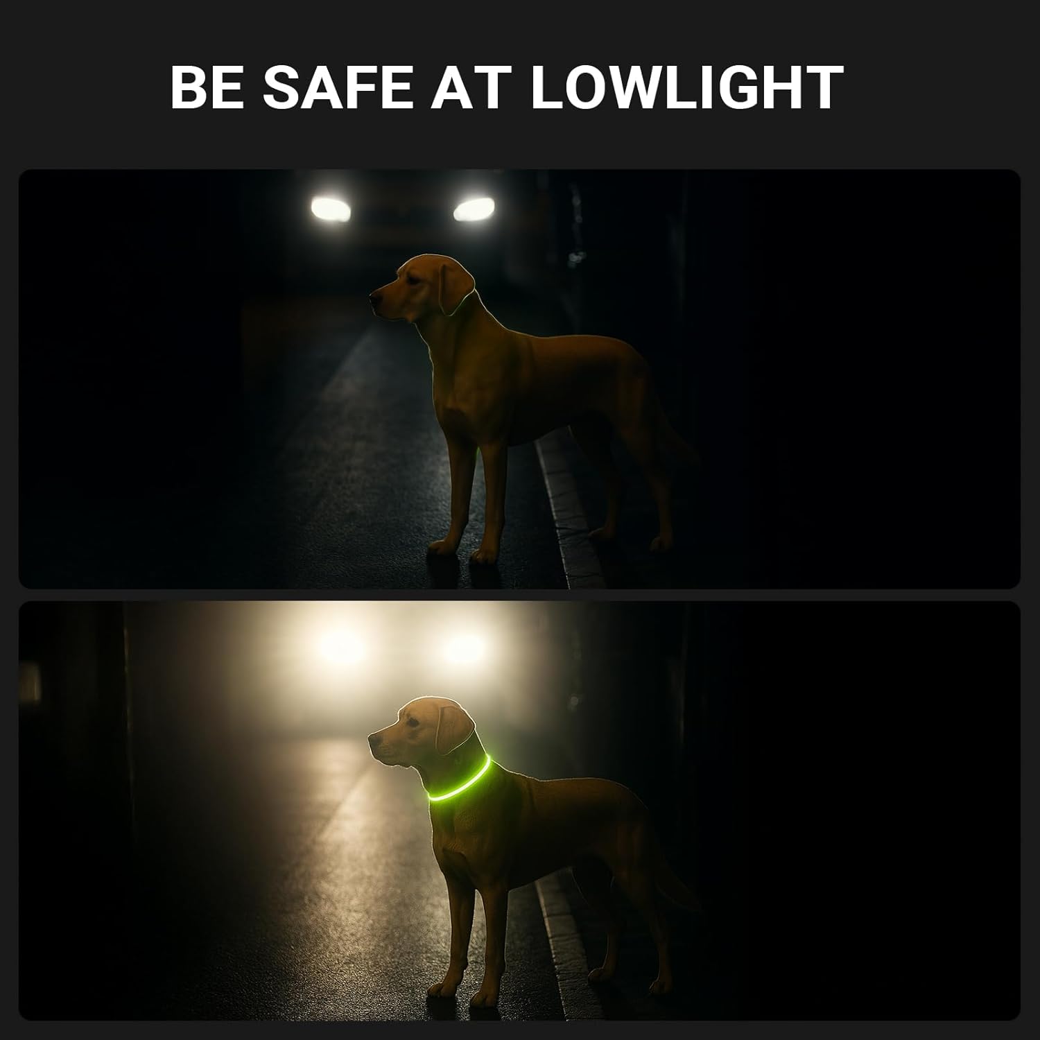 LED Collar