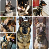 tachdog collar