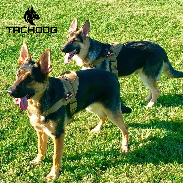 Training Harness