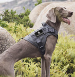 Tactical Dog Harness & Lead